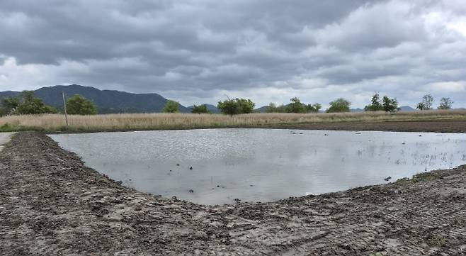 순천시가 조성한 철새들의 쉼터'무논'