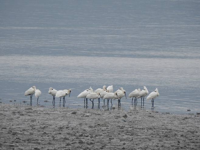 순천만습지에서 저어새들이 먹이 활동을 하고 있다.