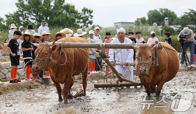 본격적인 농사의 시작을 알리는 절기 소만(小滿)인 21일 오전 경기 수원시 권선구 국립농업박물관에서 열린 '토종벼 전통 손모내기 및 겨릿소 시연' 행사에서 관계자들이 겨릿소 써레질 시연을 하고 있다. 2025.5.21/뉴스1 ⓒ News1 김영운 기자