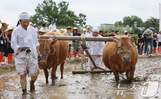 본격적인 농사의 시작을 알리는 절기 소만(小滿)인 21일 오전 경기 수원시 권선구 국립농업박물관에서 열린 '토종벼 전통 손모내기 및 겨릿소 시연' 행사에서 관계자들이 겨릿소 써레질 시연을 하고 있다. 2025.5.21/뉴스1 ⓒ News1 김영운 기자