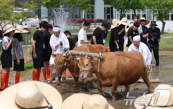 본격적인 농사의 시작을 알리는 절기 소만(小滿)인 21일 오전 경기 수원시 권선구 국립농업박물관에서 열린 '토종벼 전통 손모내기 및 겨릿소 시연' 행사에서 관계자들이 겨릿소 써레질 시연을 하고 있다. 2025.5.21/뉴스1 ⓒ News1 김영운 기자