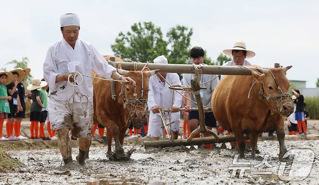 본격적인 농사의 시작을 알리는 절기 소만(小滿)인 21일 오전 경기 수원시 권선구 국립농업박물관에서 열린 '토종벼 전통 손모내기 및 겨릿소 시연' 행사에서 관계자들이 겨릿소 써레질 시연을 하고 있다. 2025.5.21/뉴스1 ⓒ News1 김영운 기자