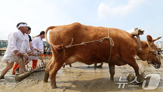 본격적인 농사의 시작을 알리는 절기 소만(小滿)인 21일 오전 경기 수원시 권선구 국립농업박물관에서 열린 '토종벼 전통 손모내기 및 겨릿소 시연' 행사에서 관계자들이 겨릿소 써레질 시연을 하고 있다. 2025.5.21/뉴스1 ⓒ News1 김영운 기자