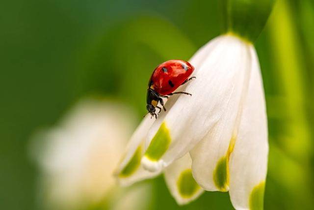 화려한 색감의 무당벌레다. 아름답기도 하지만, 진딧물 같은 해충들을 없애주는 고마운 곤충이기도 하다. ⓒGlobal Evergreening Alliance