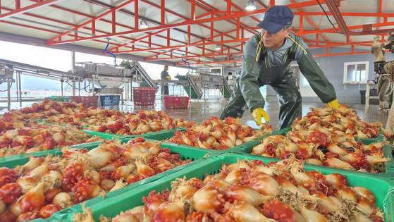 21일 오전 10시30분쯤 경남 통영시 산양읍 멍게 선별작업장에서 인부가 멍게가 가득 담긴 바구니를 옮기며 작업하고 있다. 김민주 기자