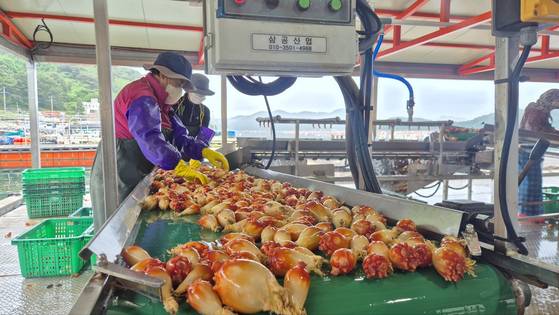 21일 오전 10시30분쯤 경남 통영시 산양읍 멍게 선별 작업장에서 인부들이 멍게 선별 작업을 벌이고 있다. 김민주 기자