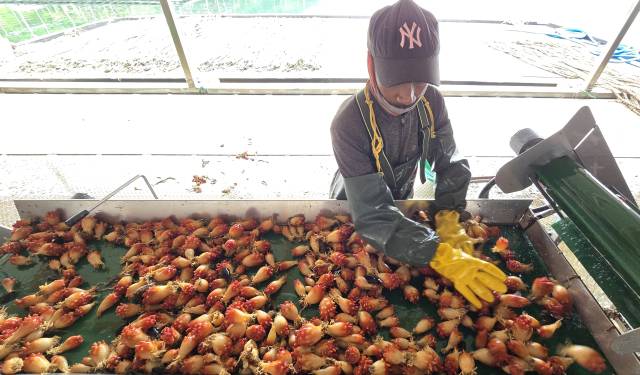 국내 최대 멍게 산지인 경남 통영의 한 작업장에서 햇멍게 출하 작업이 한창이다. 김민진 기자