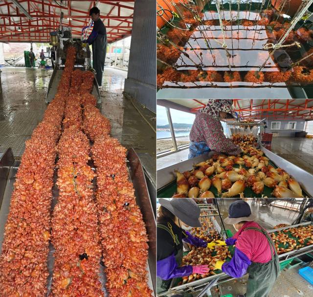 국내 최대 멍게 산지인 경남 통영의 한 작업장에서 햇멍게 출하 작업이 한창이다. 김민진 기자