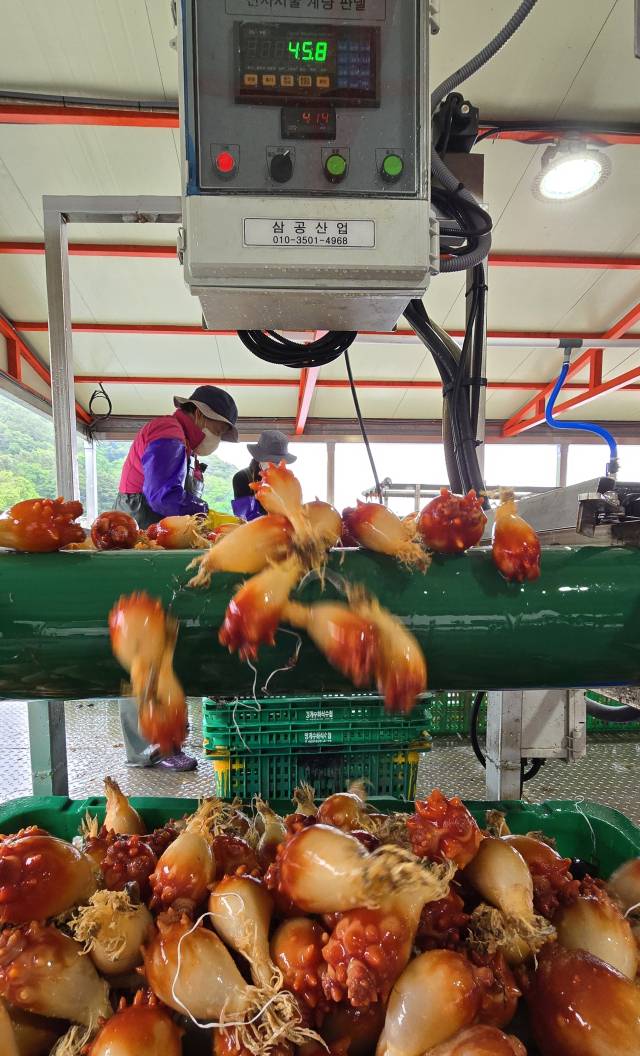 국내 최대 멍게 산지인 경남 통영의 한 작업장에서 햇멍게 출하 작업이 한창이다. 김민진 기자