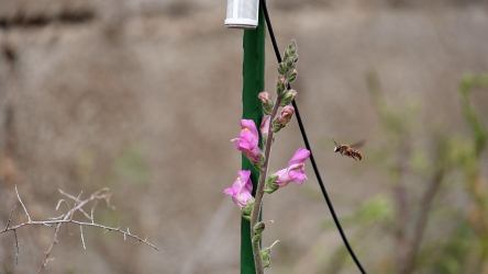 금어초(학명 Antirrhinum litigiousum)에 접근하는 꿀벌(학명 Rhodanthidium sticticum). 설치된 녹음장치가 꿀벌이 내는 소리를 기록한다. Vibrant Lab 제공