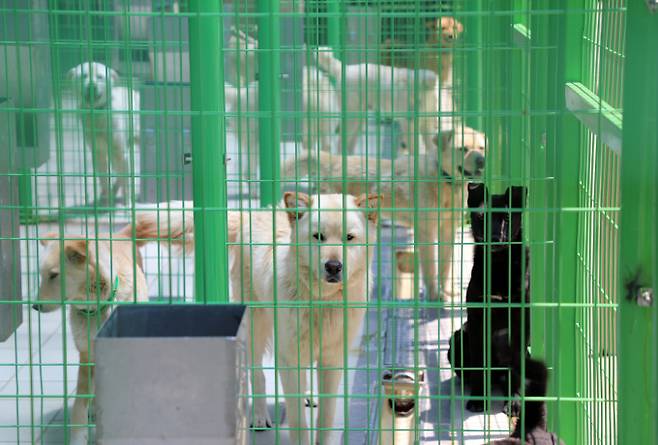 지난 16일 오전 제주시 용강동 제주동물보호센터 보호동에서 유기견들이 주인을 기다리고 있다. /사진=뉴스1