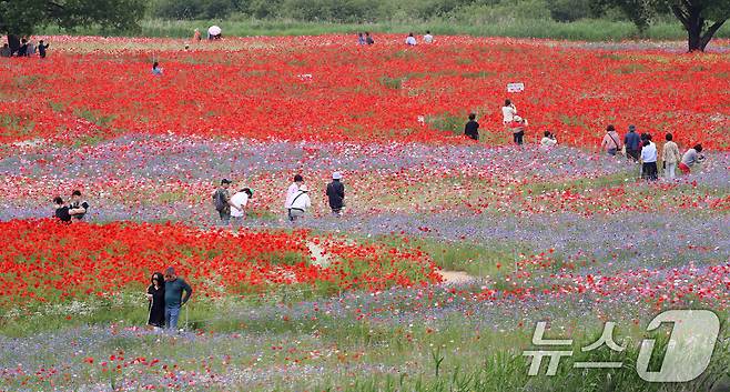 초여름 더위가 한풀 꺾이고 선선한 날씨를 보인 23일 경남 함안군 악양둑방 둔치에 조성된 봄꽃 경관단지를 찾은 관광객들이 활짝 핀 양귀비와 수레국화를 감상하고 있다. 2025.5.23/뉴스1 ⓒ News1 윤일지 기자