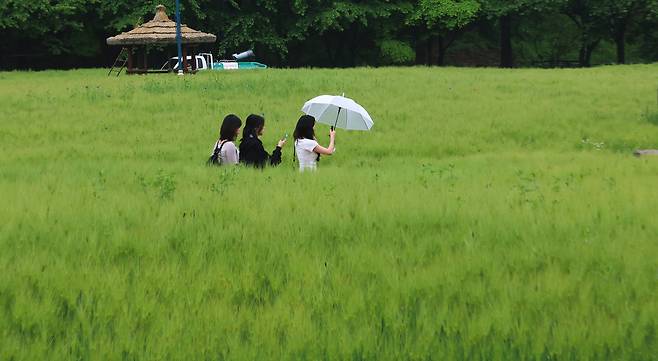 봄비가 내렸던 지난 16일 인천 남동구 인천대공원 어울정원 청보리밭에서 시민들이 산책하고 있다. /연합뉴스