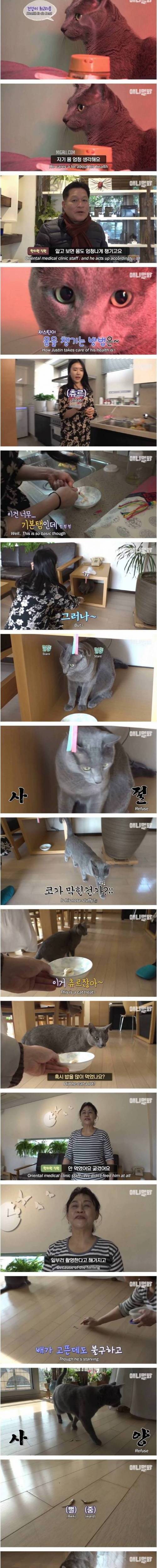츄르 대신 한약 챙겨 먹고 다니는 고양이.jpg 츄르 대신 한약 챙겨 먹고 다니는 고양이.jpg