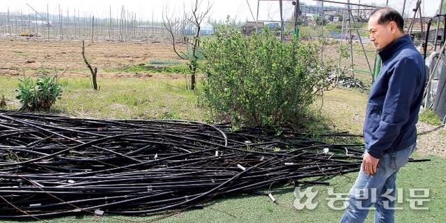 폭설 피해로 850여그루의 사과나무가 폭삭 주저앉은 피해를 본 임재순씨가 과수원 철거 후 아직까지 치우지 못하고 있는 잔재물들을 바라보고 있다.