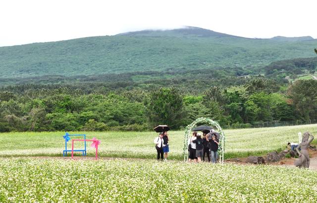 비가 내리는 21일 제주시 오라이동 중산간의 메밀밭을 찾은 관광객이 활짝 핀 메밀꽃을 즐기고 있다. 연합뉴스