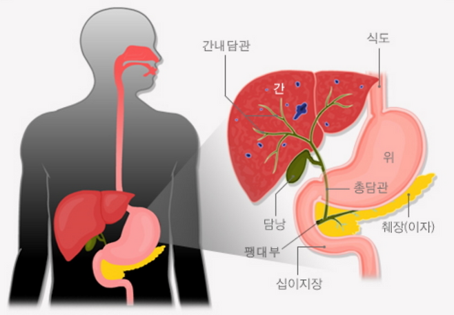 담관암을 비롯한 담도계암이 생기는 담낭(쓸개)·담관의 구조. 국가건강정보포털 제공