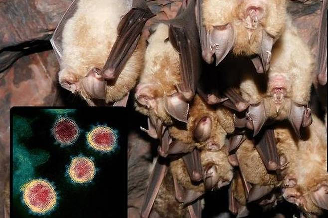 코로나19 바이러스의 주요 숙주 중 하나로 거론되는 관박쥐가 동굴 천장에 매달려 있다. SCMP 홈페이지 캡처