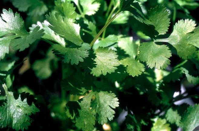 고수. 클립아트코리아 제공