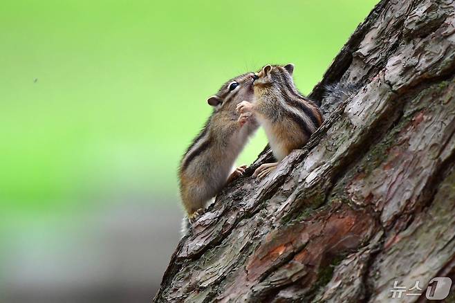아기 다람쥐들이 뽀뽀를 하고 있다. 2024.5.1/뉴스1 ⓒ News1 최창호 기자