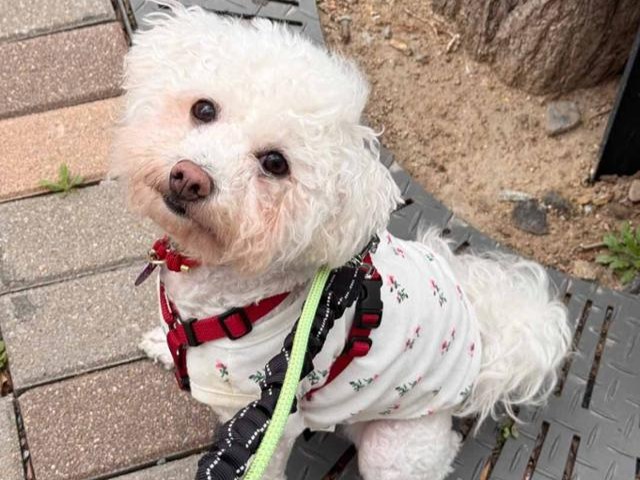 제인은 최근 줄을 매고 산책이 가능해졌다. 동물권행동 카라 제공