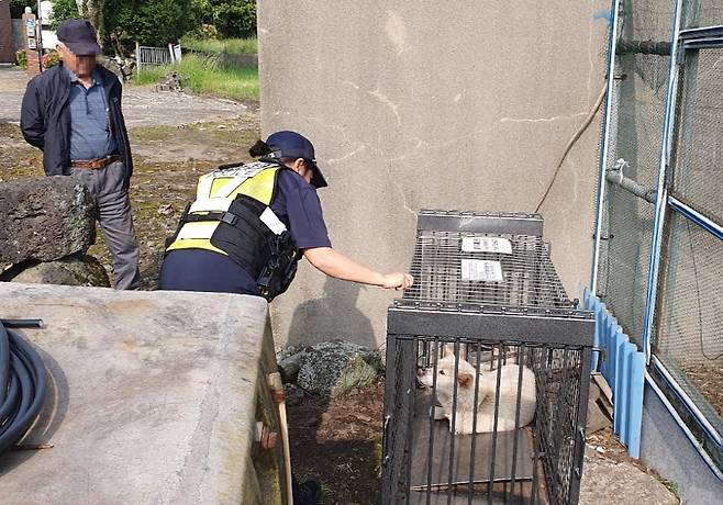 포획틀에 잡힌 야생 들개