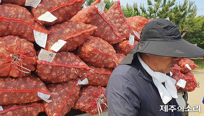 서귀포시 대정읍에서 마늘 농사를 짓는 한 농민이 26일 대정농협 유통사업소를 찾아 올해 수매한 남도종 물량을 선보이고 있다. ⓒ제주의소리