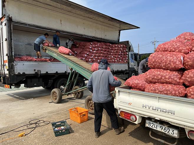 26일 오전 서귀포시 대정읍 대정농협 유통사업소에서 마늘 수매가 이뤄지고 있다.