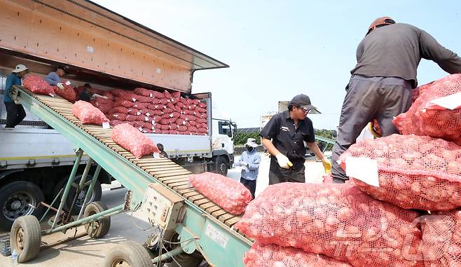 26일 오전 제주 서귀포시 대정농협 유통사업소에서 전국에서 처음으로 올해산 마늘 수매 작업이 이뤄지고 있다. 수매가는 ㎏당 4300원으로 역대 두 번째로 높다. 2025.5.26/뉴스1 ⓒ News1 오미란 기자