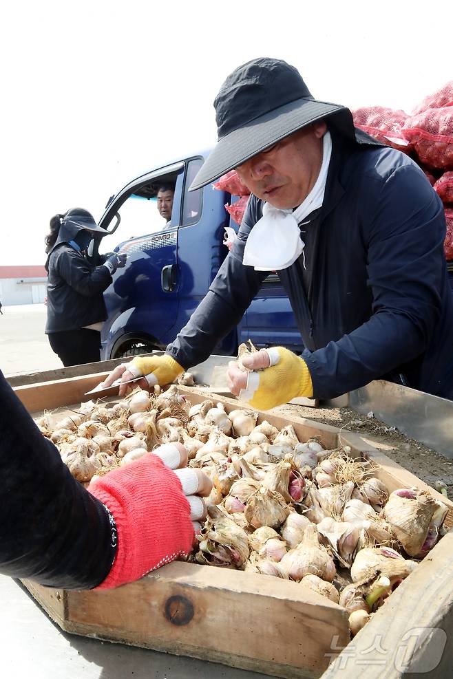 26일 오전 제주 서귀포시 대정농협 유통사업소에서 전국에서 처음으로 올해산 마늘 수매 작업이 이뤄지고 있다. 수매가는 ㎏당 4300원으로 역대 두 번째로 높다. 2025.5.26/뉴스1 ⓒ News1 오미란 기자