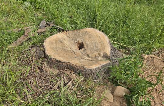 충남 홍성군이 홍북읍 노은리 매죽헌 선생 유허지를 대상으로 쉼터 조성사업을 추진하는 과정에서 지난 4일 '성삼문 오동나무'를 잘라냈다. 김동근 기자
