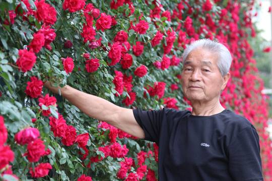 10년 넘게 자신이 사는 아파트의 담장을 장미 담장으로 가꾸고 있는 윤용로 씨. 윤평호 기자