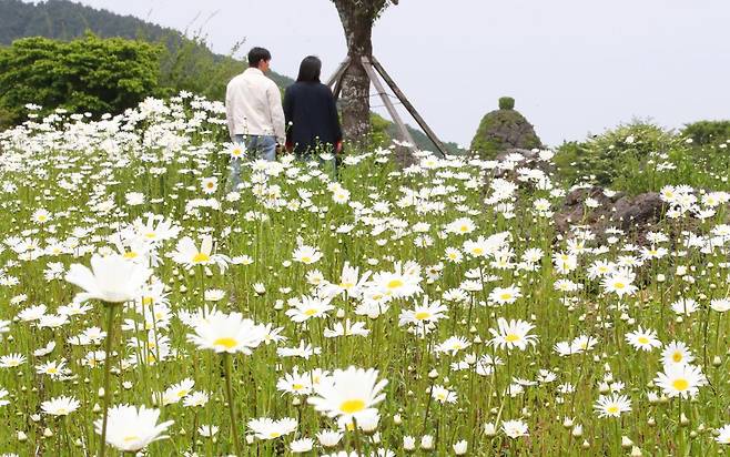 11일 오후 제주시 조천읍 제주돌문화공원 내 데이지 꽃밭에서 관광객들이 봄의 절정을 만끽하고 있다. 2025.5.11/뉴스1