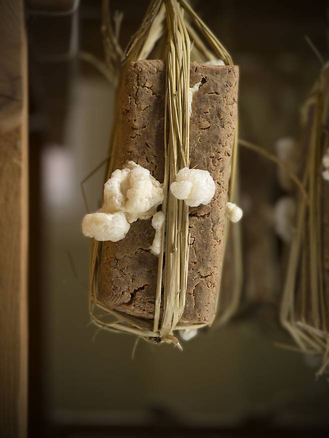 정연두, 바실러스 초상 #5, 컬러 잉크젯 프린트, 63x51 cm, 2025