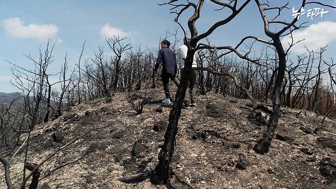 뉴스타파는 지난 5월 초 녹색연합 서재철 전문위원과 함께 경북 의성군 산불 현장을 찾았다. 피해 현장에는 새까맣게 탄 나무들이 가득했다.