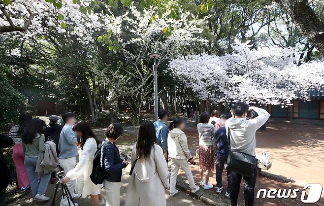 제주시 삼성혈에 만개한 벚꽃나무 앞에서 관광객과 도민들이 봄 정취를 즐기고 있다. 2023.3.27/뉴스1 ⓒ News1 오현지 기자