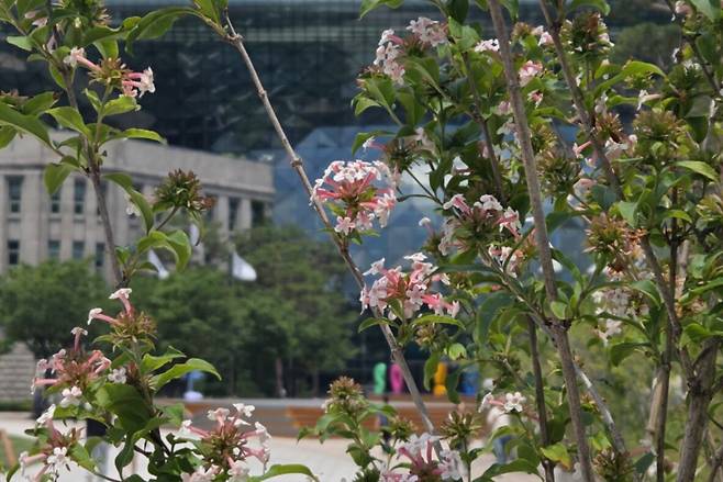 서울시청 앞 광장 줄댕강나무.