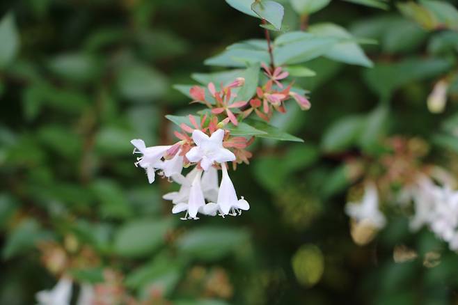 꽃댕강나무. 도심에서 흔히 볼 수 있는 도입종 나무다.