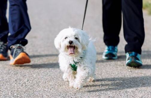 평소에 산책하지 않던 반려견을 주말에 몰아서 운동시키면 부상을 당할 위험이 있다./사진=클립아트코리아
