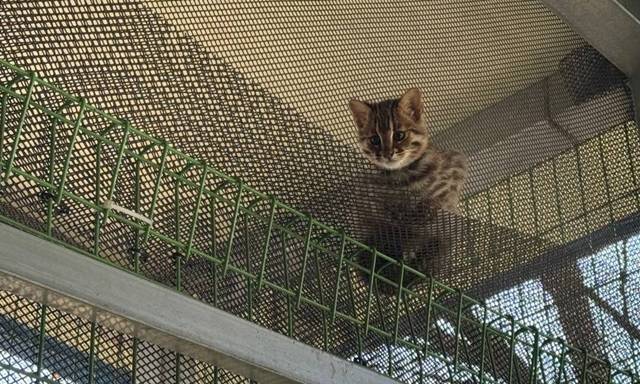 ▲멸종위기 삵 3마리가 경기도야생동물구조관리센터에서 치료와 자연복귀훈련을 마치고 자연으로 돌아갔다. ⓒ경기도