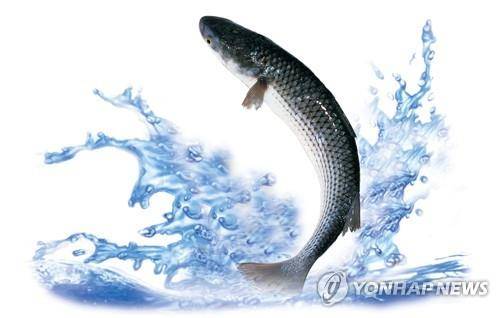 하동 녹차 참숭어 연합뉴스 자료사진