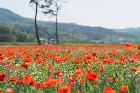 하동 북천 꽃양비귀 축제장 모습. 사진=하동군