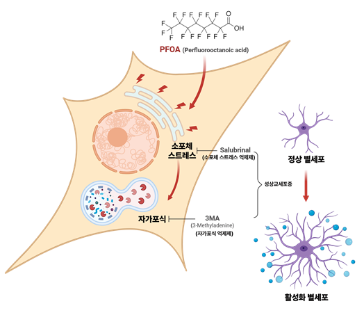 PFOA에 의해 유발되는 뇌 염증 유발 기전