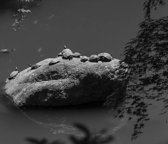 바위에서 한가롭게 볕을 쬐는 너희를 두고 옥신각신 말이 오갔지. 자라는 분명코 아니다로 시작해, 붉은귀거북도 떠올렸으나 빨간 줄무늬가 없었지. 친구를 부르는 듯한 다정한 그 이름이 어디서 왔나 살펴봤더니, 의외로 고약하더라. 냄새나는 거북이, 천적을 만나면 겨드랑이에서 악취를 풍겨서 지어진 이름, 남생이. 2025년 경남 통영 미래사 연못.