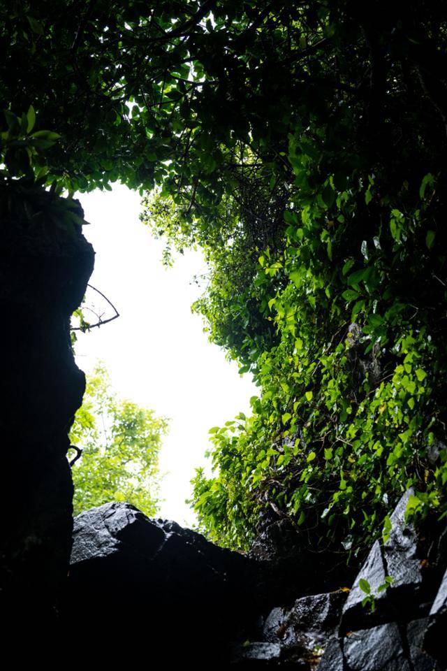 쑥섬 원시림과 몬당길이 만나는 경계의 공식 포토스팟.