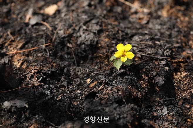 동해안 산불이 발생한 지 한 달쯤 지난 2022년 4월3일 경북 울진군 하당리 야산의 검게 그을린 땅에서 노랑제비꽃이 돋아나고 있다. 강윤중 기자