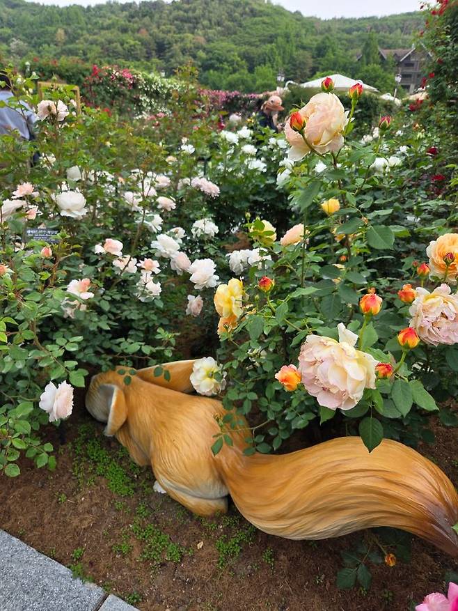 28일 경기 용인 에버랜드 로즈가든에 다양한 품종의 장미가 피어있는 모습. 사막여우 오브제가 장미 꽃 사이에 숨어있다.ⓒ임채현 기자