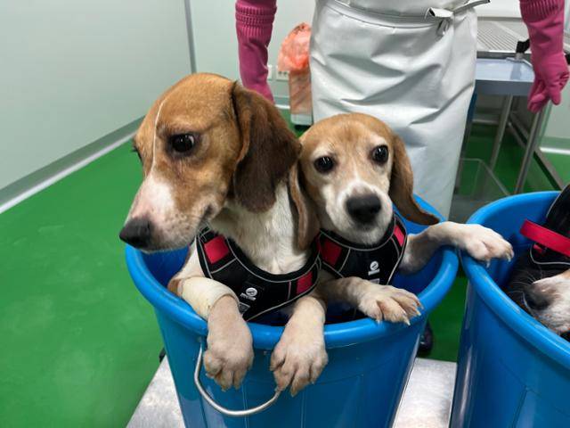 한 제약회사로부터 구조된 실험 비글들. 동물과함께행복한세상 제공