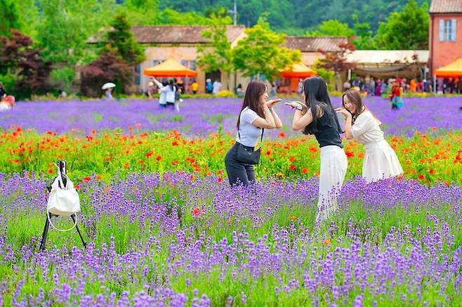 고성 라벤더 축제 / 사진 = 고성군