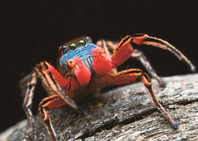 극락깡충거미 수컷이 화려한 발색을 뽐내고 있다. 어떤 종은 암컷이 수컷의 화려한 발색을 선호하는 경우도 있지만 최근 연구에서는 특정 종의 극락깡충거미 암컷은 색맹이어서 수컷의 붉은색을 볼 수 없다는 사실이 드러났다. 성 선택 연구는 인간의 눈이 아니라 짝을 고르는 동물의 시각을 고려해야 하는 것이다. Functional Ecology 제공